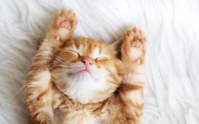50 of Your Most Pressing Kitten Questions, Answered