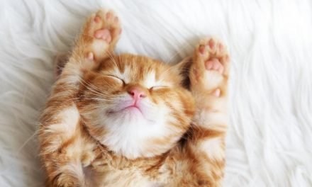 50 of Your Most Pressing Kitten Questions, Answered