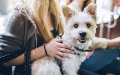 Traveling with your pet? Here’s what you need to know, according to experts
