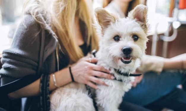 Traveling with your pet? Here’s what you need to know, according to experts