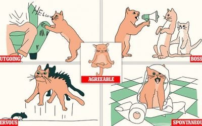 Experts reveal the five different personality types for your cat