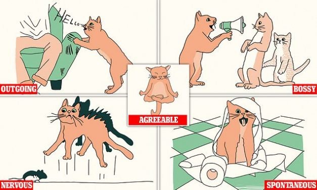 Experts reveal the five different personality types for your cat
