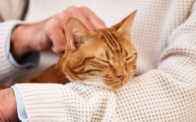 Cat Training:  Do It With Gentle Care