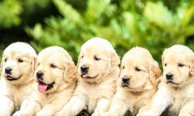 Inside The Complicated, Messy World Of Pet Cloning