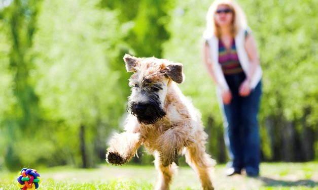 Check Out These Products Your Pets Will Love