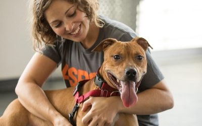 Here's how much it costs to own a dog or cat in 2021 – CNET