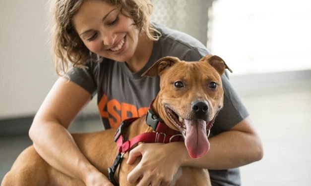 Here's how much it costs to own a dog or cat in 2021 – CNET