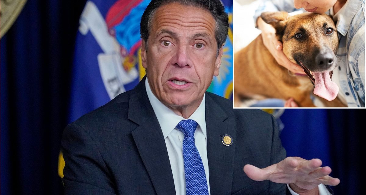 Judges will weigh ‘best interest’ of pets if Cuomo signs divorce bill