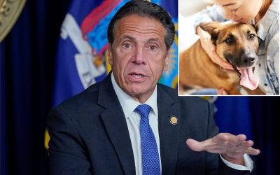 Judges will weigh &lsquo;best interest&rsquo; of pets if Cuomo signs divorce bill
