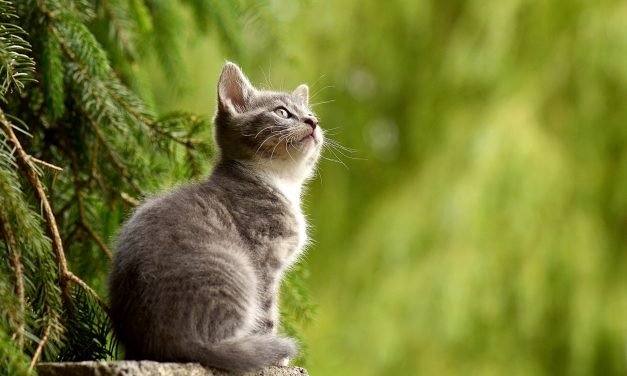 Companion animals in the climate crisis: How pet owners can reduce their environmental impacts