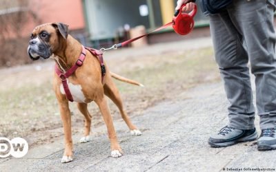 German dog tax sees record spike in revenue during pandemic