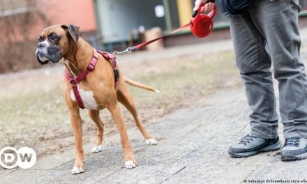 German dog tax sees record spike in revenue during pandemic