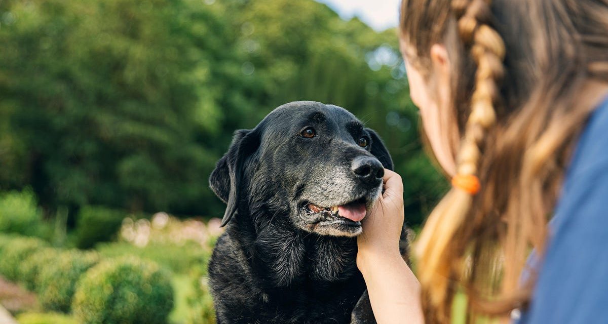 How to Spot Cognitive Dysfunction in Aging Pets (and What You Can Do to Help)