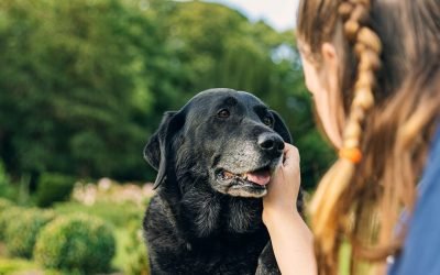 How to Spot Cognitive Dysfunction in Aging Pets (and What You Can Do to Help)