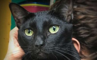 Adoptable Pet of the Week: Bella