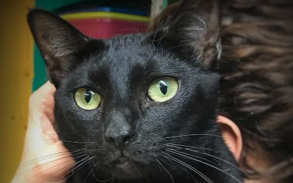 Adoptable Pet of the Week: Bella