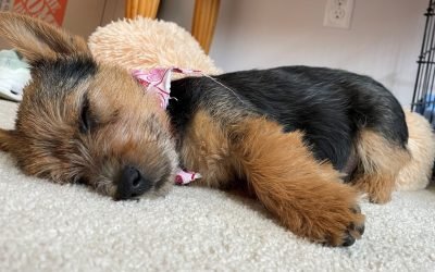 In Honor Of National Dog Day, Please Enjoy These Adorable Pups