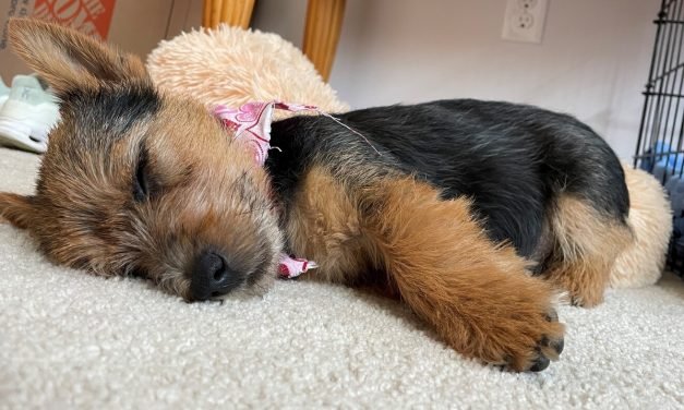 In Honor Of National Dog Day, Please Enjoy These Adorable Pups