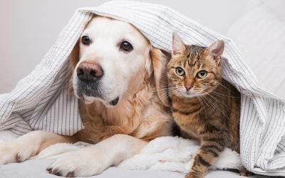 7 Mistakes to Avoid When Introducing Cats and Dogs