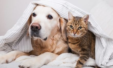 7 Mistakes to Avoid When Introducing Cats and Dogs