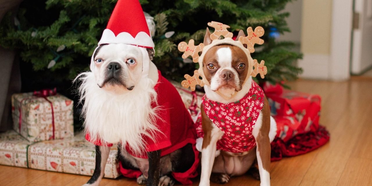 Holiday Pets: The Ultimate Guide to Celebrating with Furry Family Members