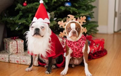 Holiday Pets: The Ultimate Guide to Celebrating with Furry Family Members