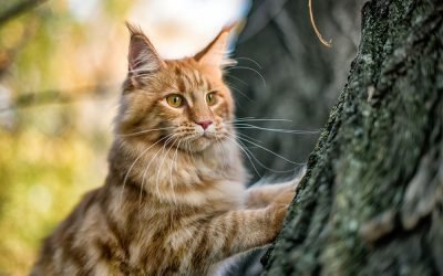 Most Beautiful Cats (with Pictures): 10 Different Types of Enchanting Cat Breeds