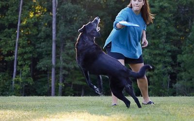 The Pet Tech That Can Save Your Dog&mdash;And the Vet Who Brought It to Charlotte – Charlotte magazine