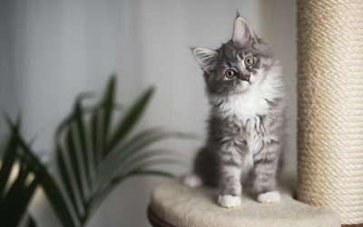 Cat's Lavish Bedroom With Mini Stripper Pole Viewed 57M Times