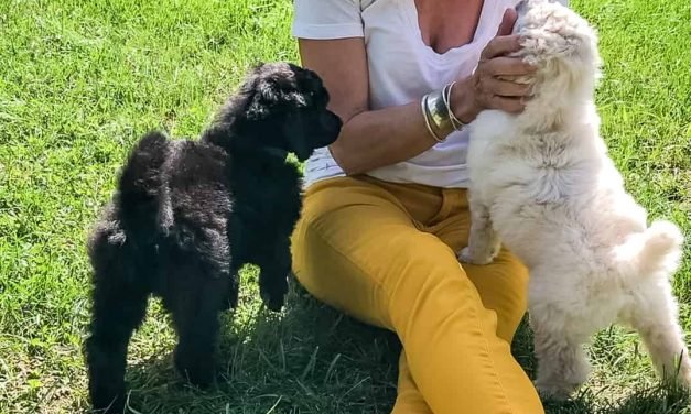 Coming Soon: A Dog!