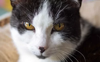 Saying Goodbye to Devil Cat