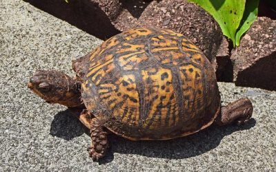 Are You Considering A Box Turtle as Your Next Exotic Pet?
