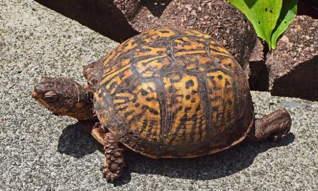 Are You Considering A Box Turtle as Your Next Exotic Pet?