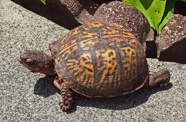 Are You Considering A Box Turtle as Your Next Exotic Pet?