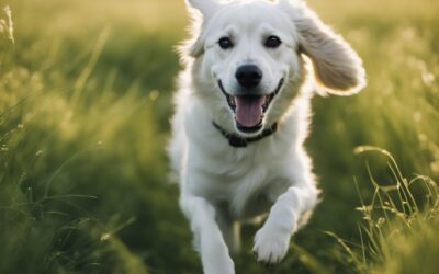 Why Does Your Pet Need Daily Exercise