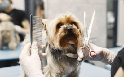 The Smart Start: Launching a Mobile Pet Grooming Business with Strategy and Heart