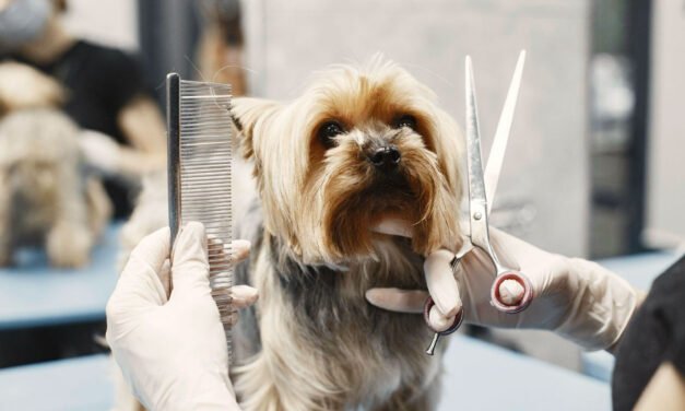 The Smart Start: Launching a Mobile Pet Grooming Business with Strategy and Heart