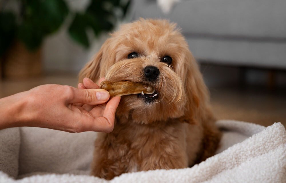 So You Want to Bake Pet Treats for a Living? Here’s What That Actually Looks Like