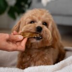 So You Want to Bake Pet Treats for a Living? Here’s What That Actually Looks Like