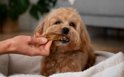 So You Want to Bake Pet Treats for a Living? Here’s What That Actually Looks Like