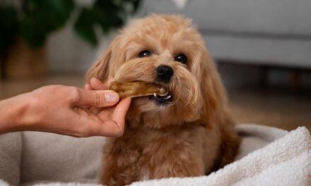 So You Want to Bake Pet Treats for a Living? Here’s What That Actually Looks Like